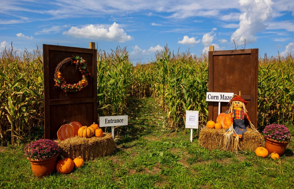 The entrance to a corn maze