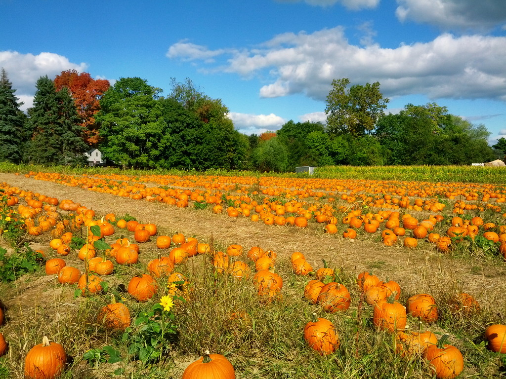 A field full of pumpkins